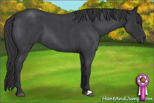 Horse Color: Unknown 