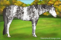 Horse Color:White Spotted Smoky Black
