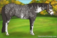 Horse Color:Smoky Black Ice Sabino Rabicano 