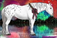 Horse Color:Black Appaloosa Rabicano 