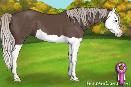 Horse Color: Silver Black Splash 