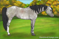 Horse Color:Grullo Ice Rabicano