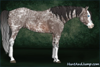 Horse Color:Brown Ice Splash Rabicano 