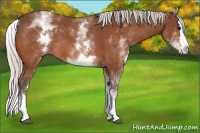 Horse Color:White Spotted Silver Bay Splash 