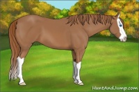 Horse Color:Chestnut Splash 