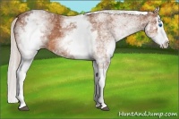 Horse Color:White Spotted Silver Bay Splash 