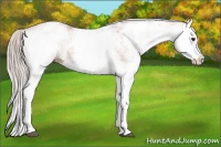 Horse Color:White Spotted Silver Bay Splash 