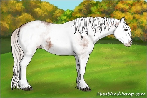 Horse Color: White Spotted Silver Bay Splash 