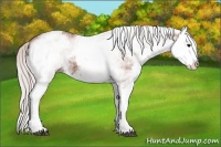 Horse Color:White Spotted Silver Bay Splash 