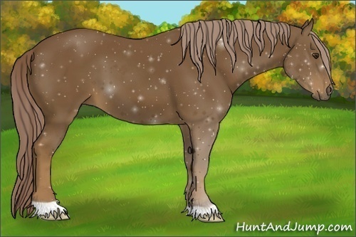 Horse Color: Chocolate Palomino 