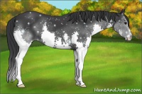 Horse Color:Black Splash 
