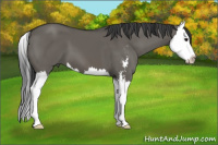 Horse Color:Brown Dun Sabino Splash