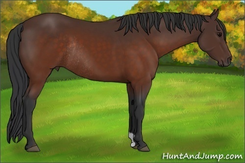 Horse Color:Brown Rabicano 