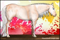 Horse Color:White Spotted Silver Classic Champagne Splash Appaloosa 