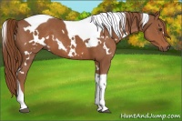 Horse Color:White Spotted Chestnut Tobiano 