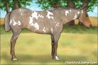 Horse Color:White Spotted Chocolate Palomino Roan 