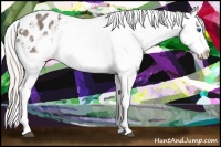 Horse Color:White Spotted Silver Black Splash Appaloosa Rabicano 