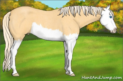 Horse Color: Palomino Roan Splash 