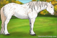 Horse Color:Chestnut Splash Appaloosa 
