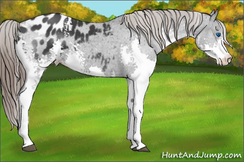 Horse Color: White Spotted Black Splash Blanket 