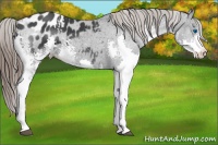 Horse Color:White Spotted Black Splash Appaloosa 