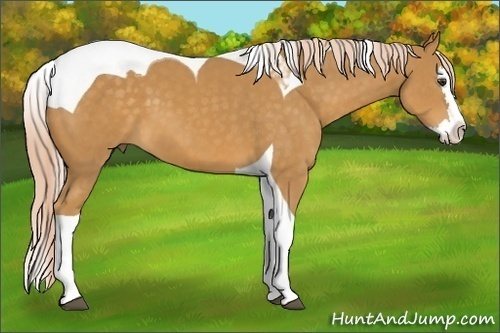 Horse Color: Palomino Splash Tobiano 