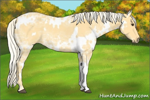 Horse Color: White Spotted Palomino Ice Rabicano 