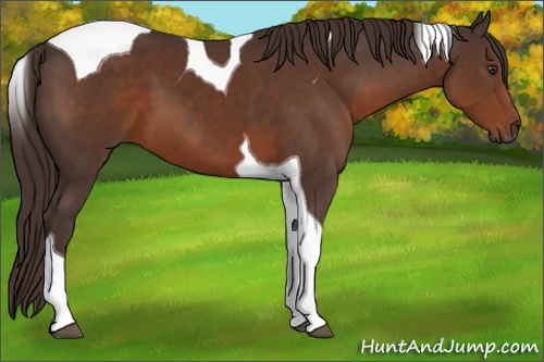 Horse Color: Liver Chestnut Tobiano 