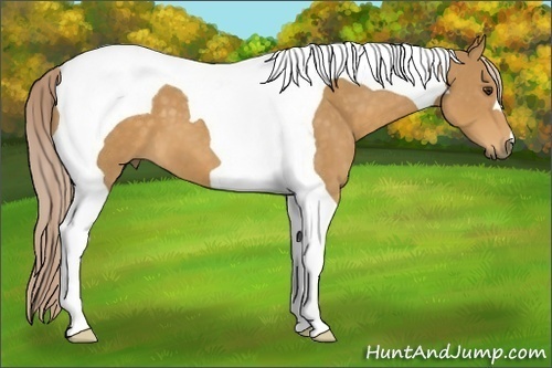 Horse Color: Palomino Tobiano 