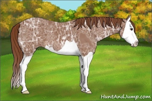 Horse Color:Chestnut Ice Splash 
