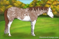 Horse Color:Chestnut Ice Splash 
