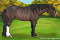 Horse Color:Bay Rabicano 