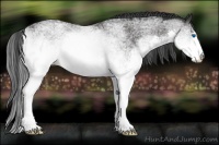 Horse Color:White Spotted Black Splash Rabicano 