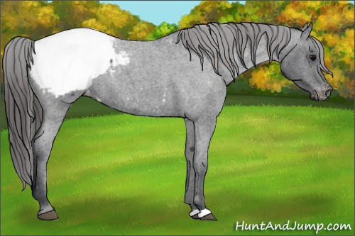 Horse Color: Blue Roan Snowcap 