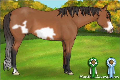 Horse Color: Bay Frame 