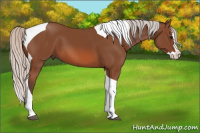 Horse Color:Silver Bay Splash Tobiano 
