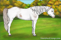 Horse Color:White Spotted Silver Bay Splash