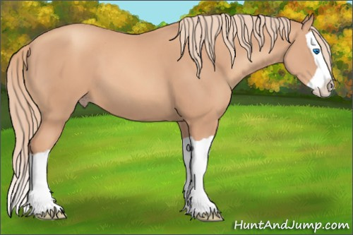 Horse Color: Gold Champagne Splash 