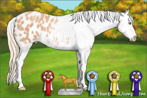 Horse Color: Gold Champagne Blanket 
