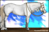 Horse Color:Buckskin Appaloosa