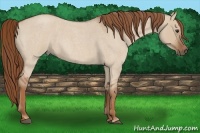 Horse Color:Red Dun Roan 