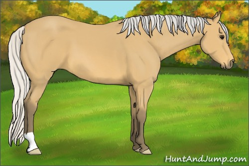 Horse Color: Silver Buckskin 