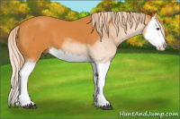 Horse Color:Chocolate Palomino Splash 