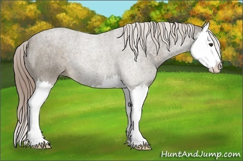 Horse Color: Chocolate Palomino Splash 
