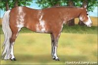 Horse Color:White Spotted Silver Bay Splash