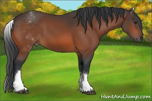 Horse Color:White Spotted Bay 