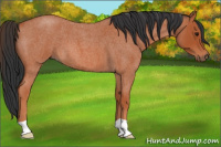 Horse Color:Bay Roan 