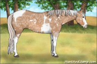 Horse Color:White Spotted Silver Bay Ice Dun Splash Tobiano