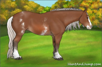 Horse Color:White Spotted Silver Bay Splash
