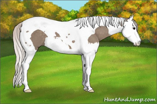 Horse Color: Silver Grullo Splash Tobiano 